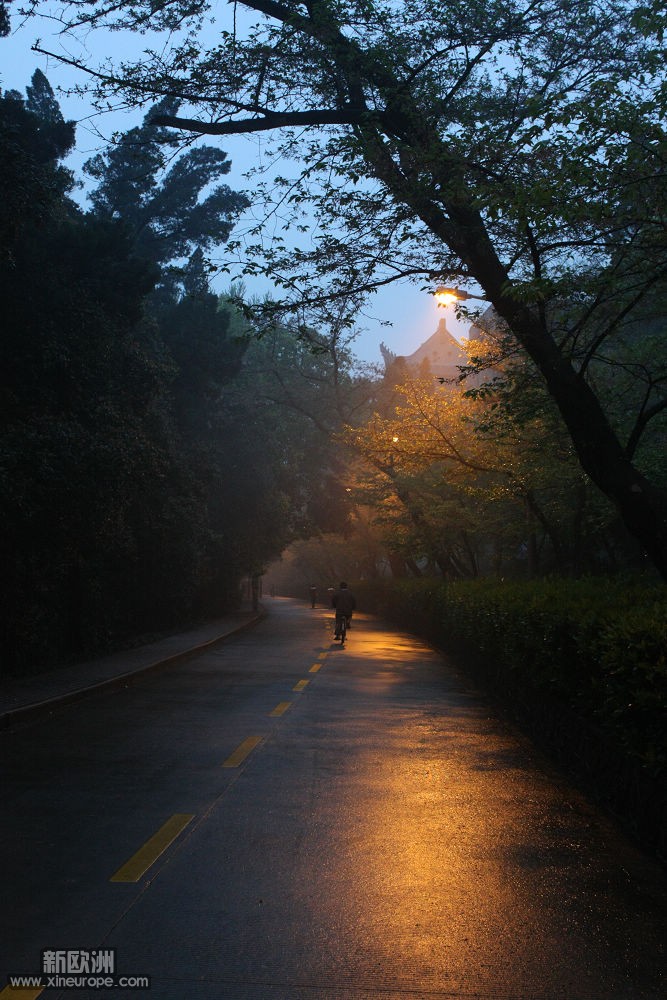 雨后樱花路——TeaCup.jpg