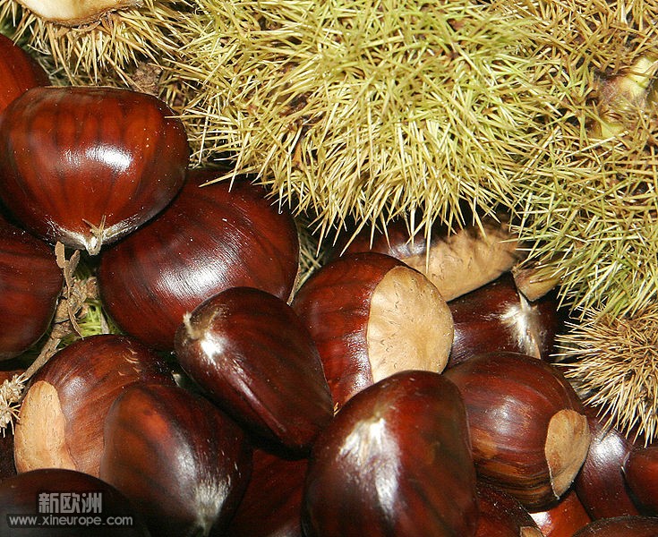 735px-Chestnuts02.jpg