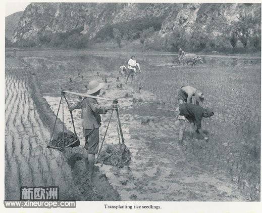 当时的乡下农民劳作情景 1.jpg
