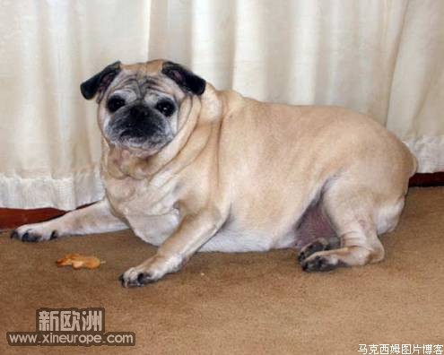 fatdog1.jpg