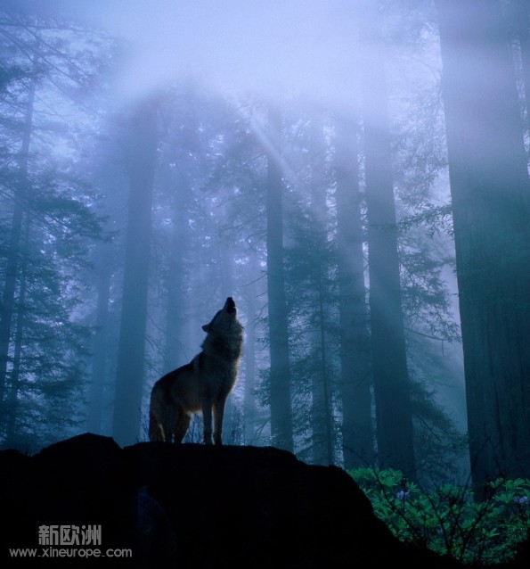 wolf.jpg