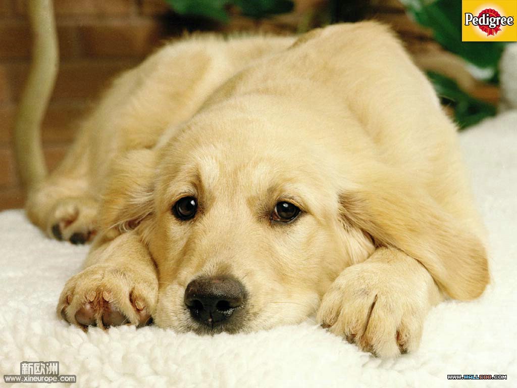 dog21.jpg