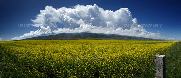 2009年08月11日 青海 青海湖的油菜花田.jpg