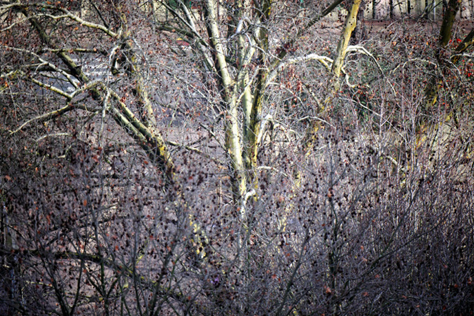 IMG_5590.JPG