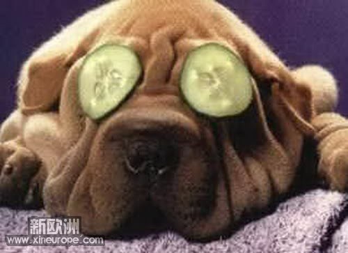 4a10_dogsleep_10.jpg