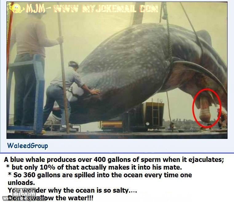 WhalePenis1.jpg