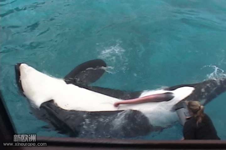 whale_penis2.jpg