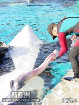 killer-whale-penis.jpg