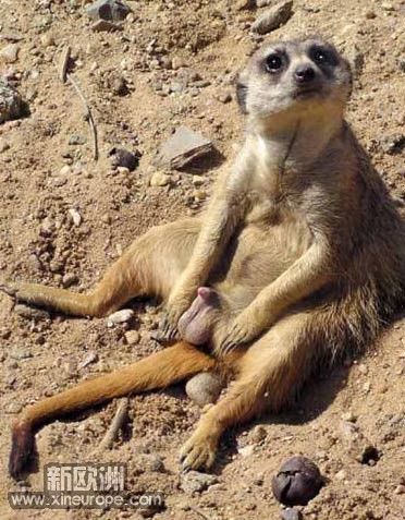 lemurpenis.jpg