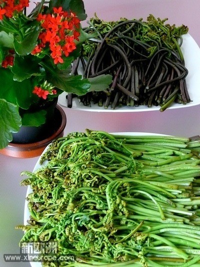 野味蕨菜成为了餐桌上的春天，赏心悦目。。。。。