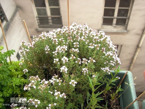 plantes 0705201006.JPG