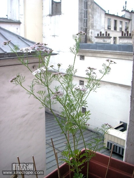 plantes 0705201018.JPG