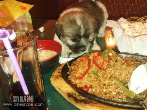 小狗等肉吃.jpg