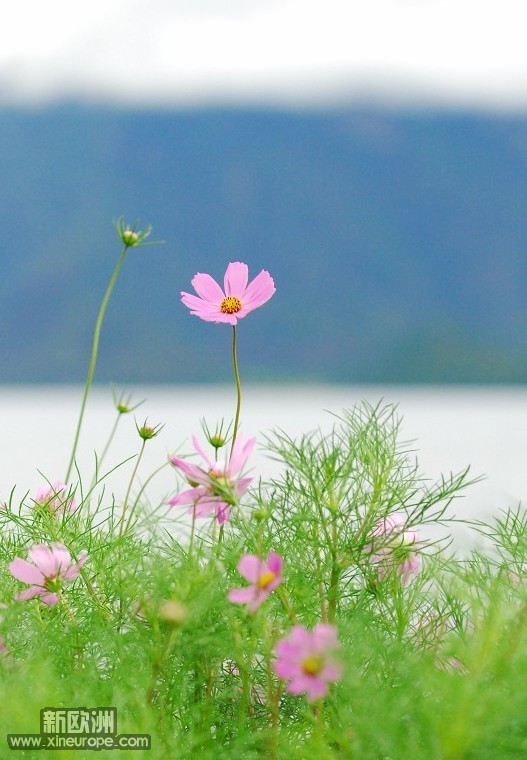湖边的野花.jpg