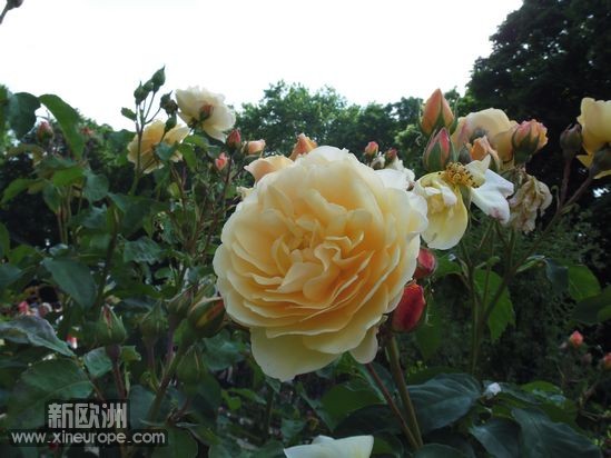 DSCF1066.jpg