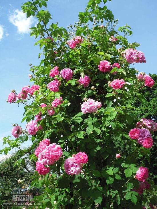 DSCF1062.jpg