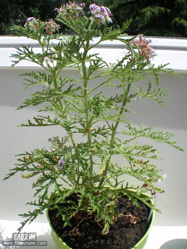 IMGP3054.JPG
