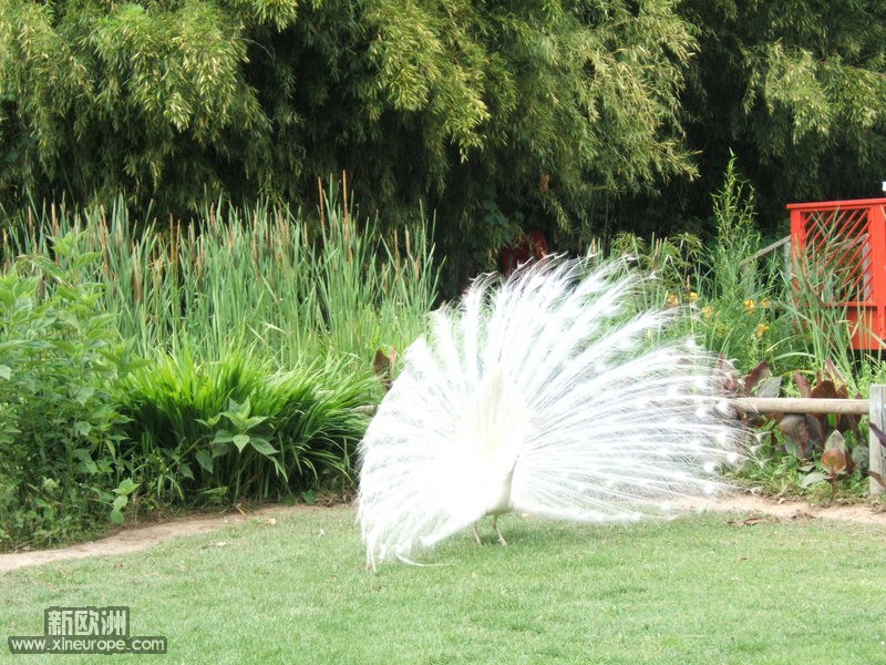 DSCF3281-1.JPG