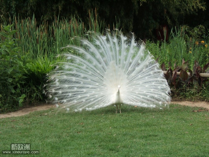 DSCF3283-1.JPG