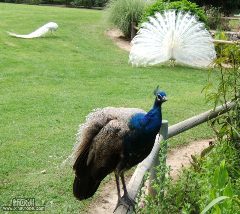 DSCF3292-1.JPG