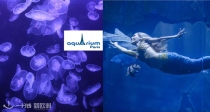 Aquarium de Paris 夜游巴黎水族馆🐠低至15.49€/人！铁塔脚下，家庭出游浪漫约会都合适！