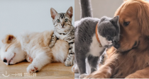Boticinal🐱宠物合集🐶全场88折！2€收内驱药💊还有索莱多驱虫项圈👉外出必备！