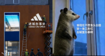穿Adi，办Das！Adidas 进城办事！谁还不知道阿迪达斯进城办事梗？