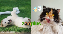 Zooplus冬季大促！给自己买买买的同时别忘了毛崽子！宠物用品还是Zooplus最全最便宜！