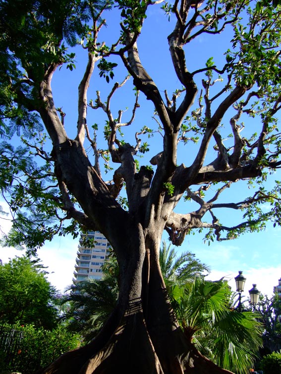 monaco baobab.jpg