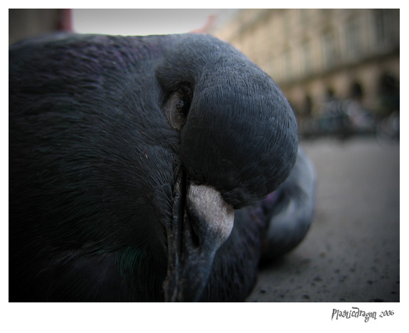 pigeon02.jpg