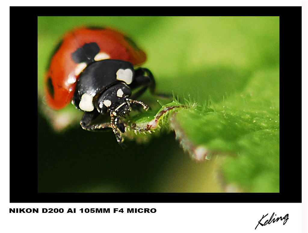 甲虫3web.jpg