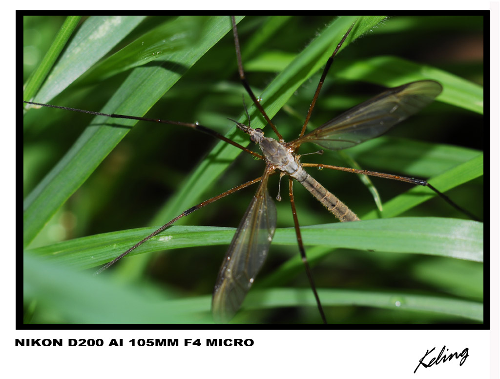 蚊子3.jpg