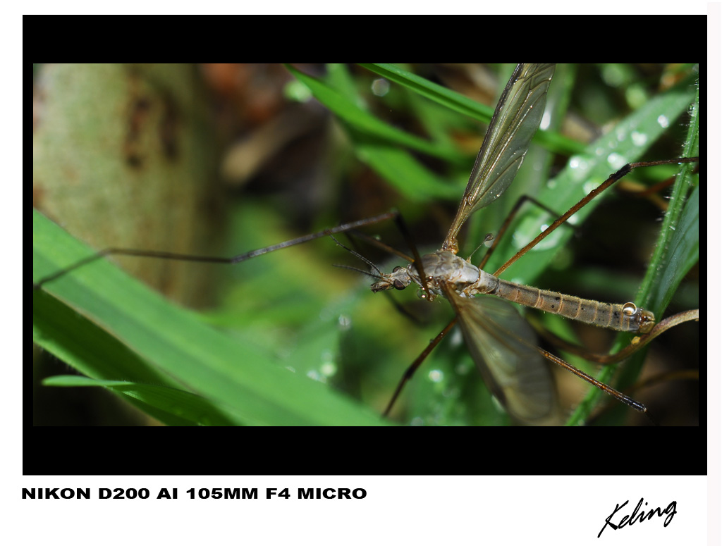 蚊子4.jpg