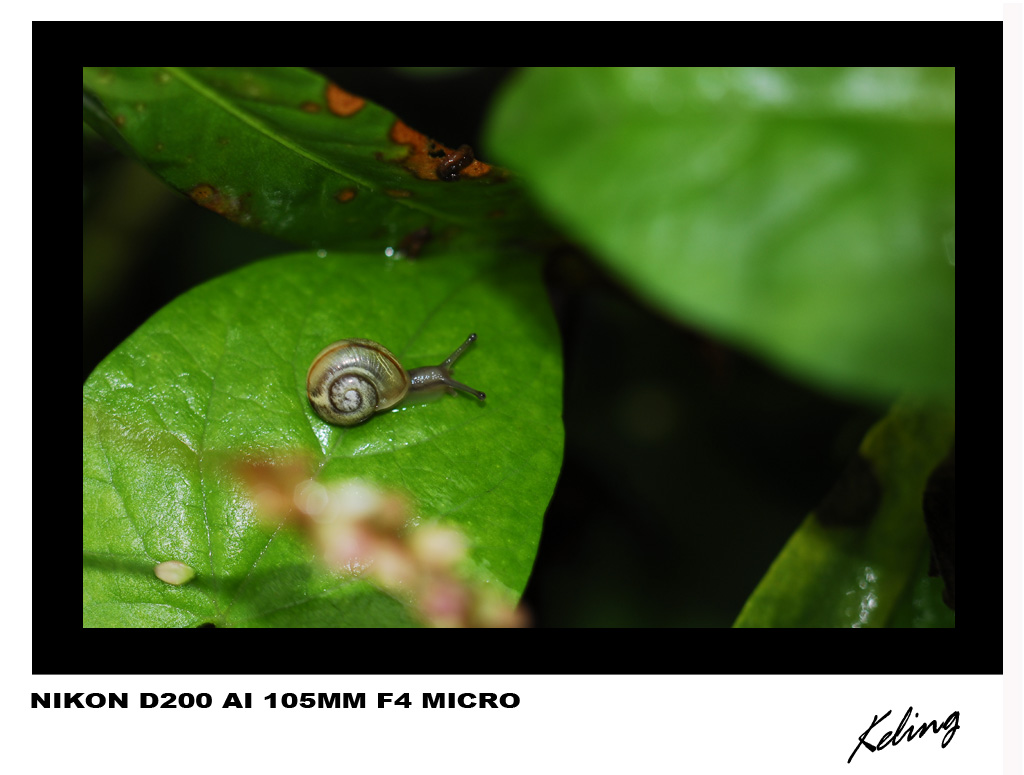 蜗牛1.jpg