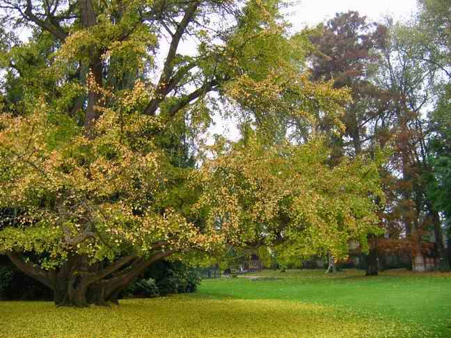 ginko tree.jpg