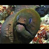 Moray Eel.jpg