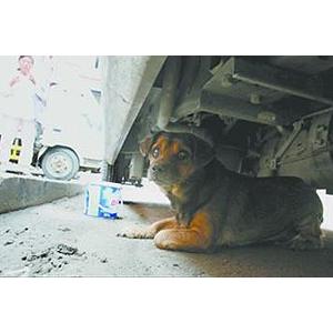 忠犬因主人病逝绝食一周 泪眼汪汪好似守七