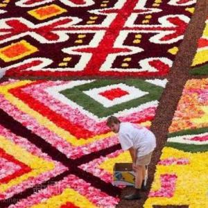 布鲁塞尔传统“鲜花地毯”活动开始铺花