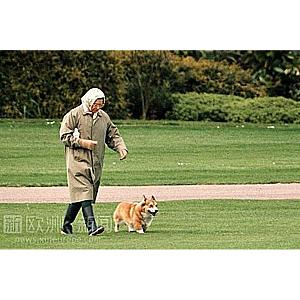 英女王三条爱犬将公主宠物狗咬至垂死(图)